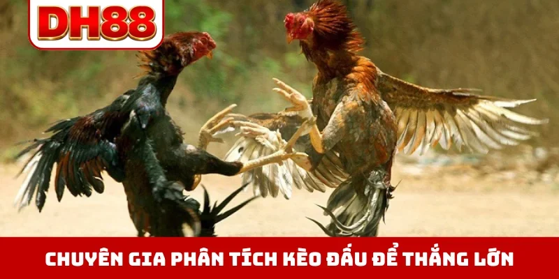 Chuyên gia phân tích kèo đấu để thắng lớn