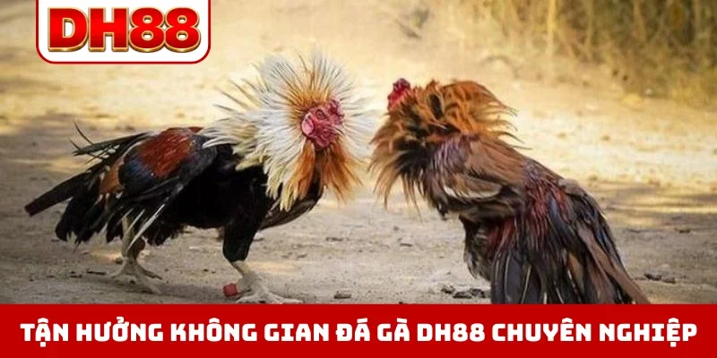 Tận hưởng không gian đá gà DH88 chuyên nghiệp